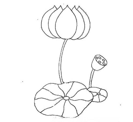 荷花荷叶简笔画