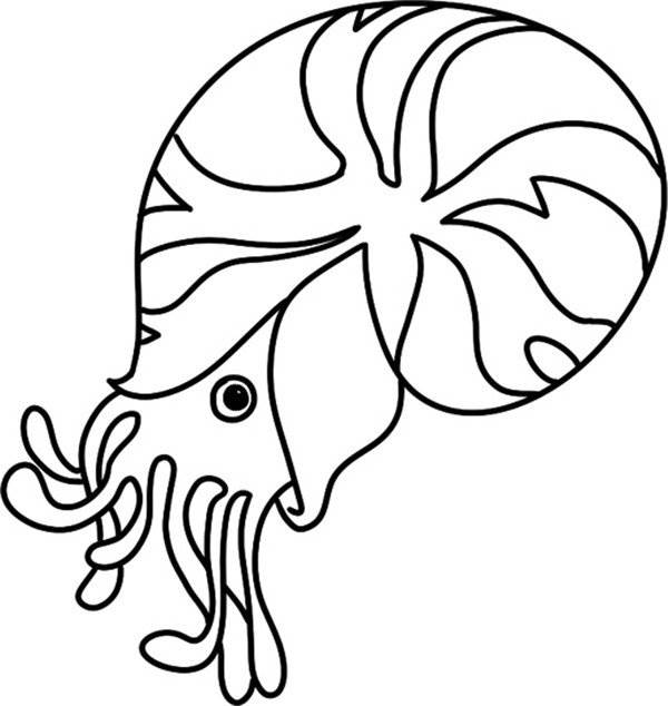 海螺简笔画