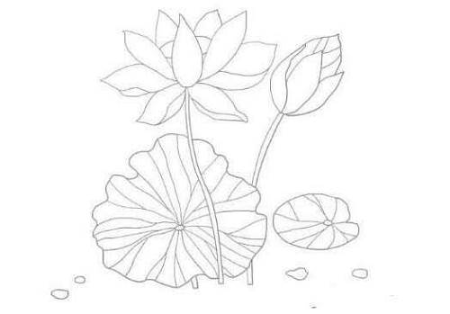 荷花荷叶简笔画