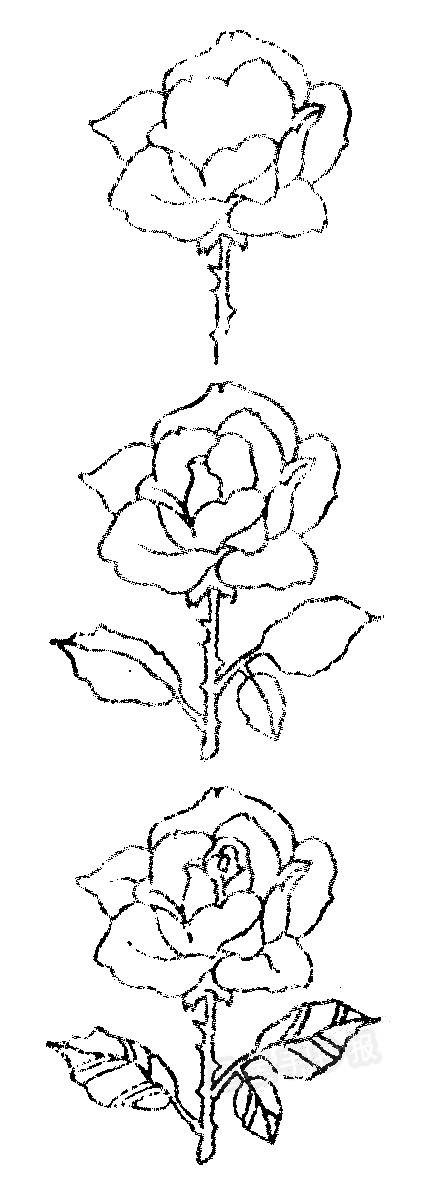 月季花简笔画