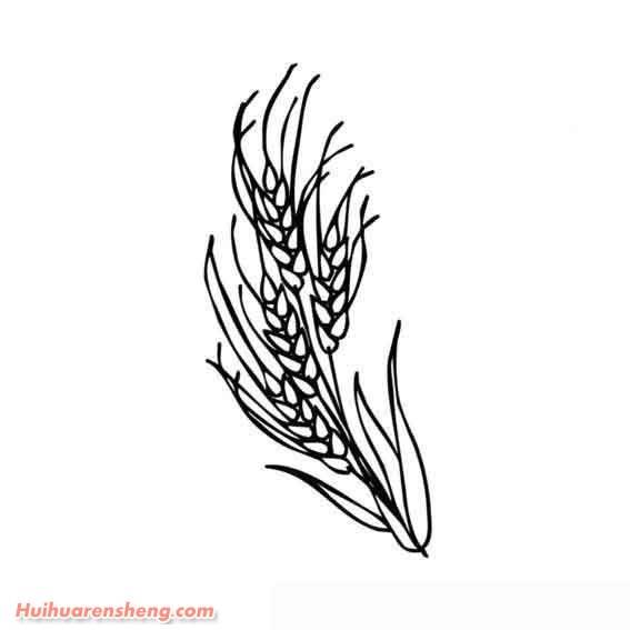麦穗简笔画