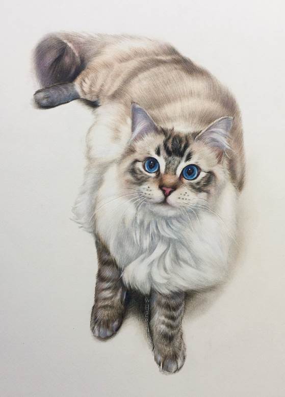 小猫咪绘画