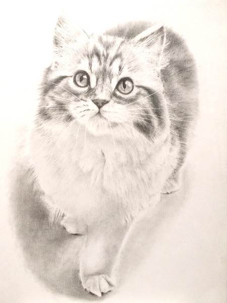 猫素描