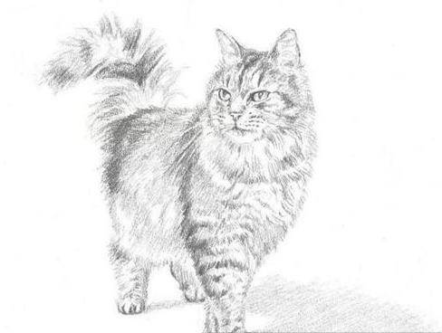 猫素描