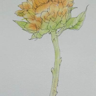 向日葵画法