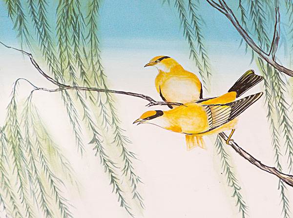 黄鹂鸟简笔画