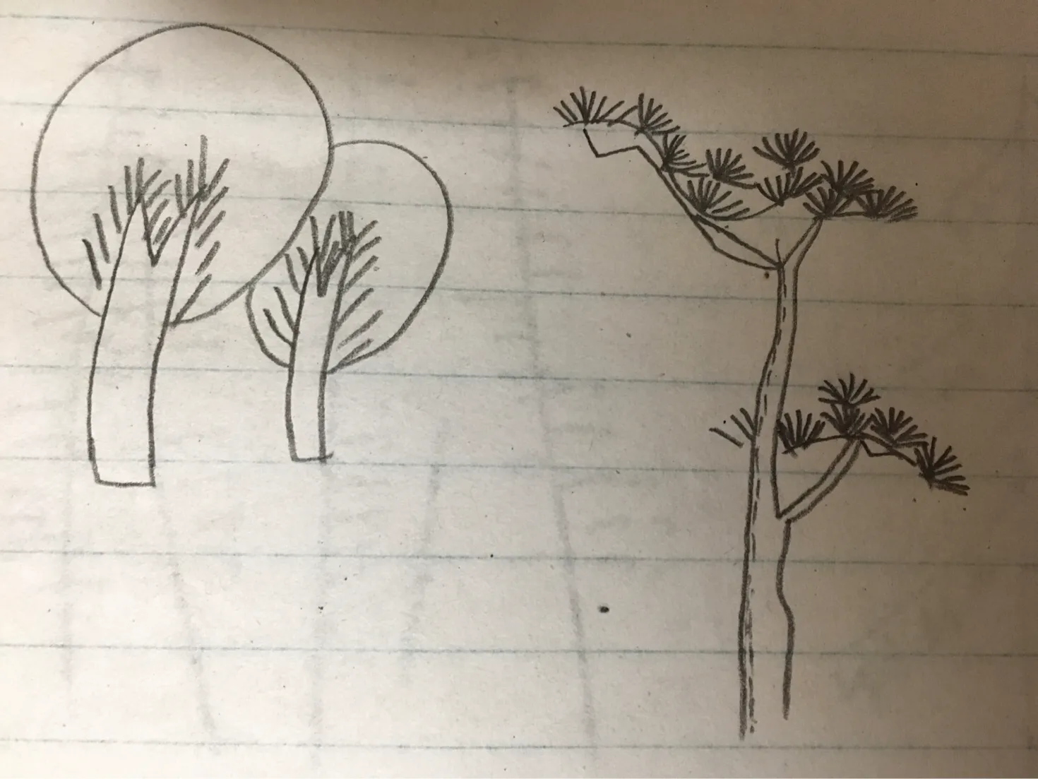 画树的简笔画