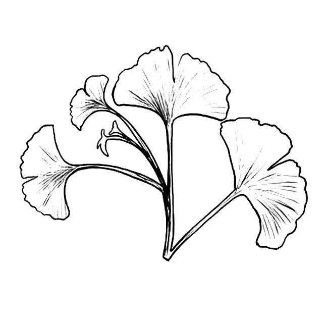 银杏简笔画