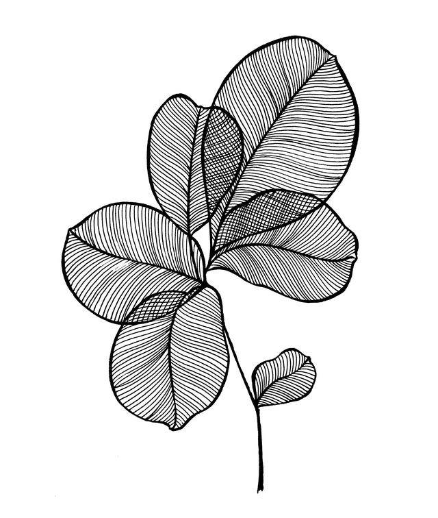 树叶简笔画