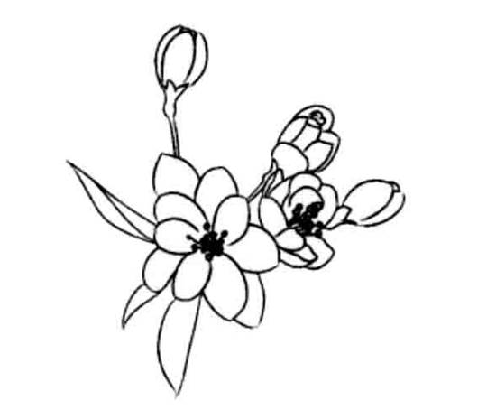 简笔画花图片大全