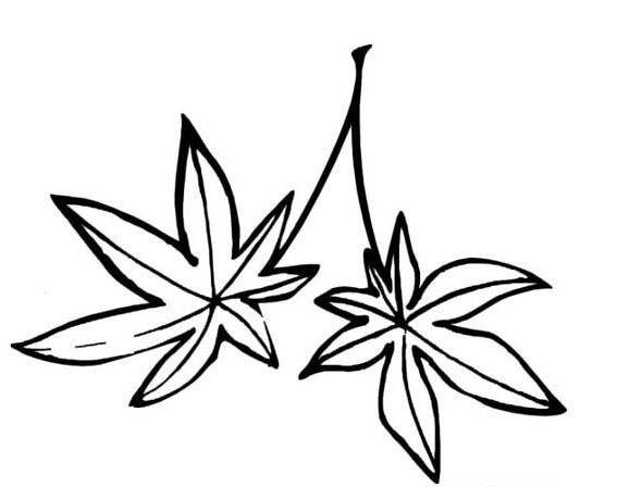 树叶简笔画