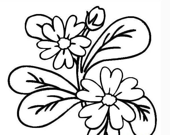 一束花的简笔画
