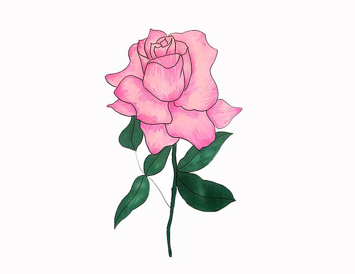 简笔画玫瑰