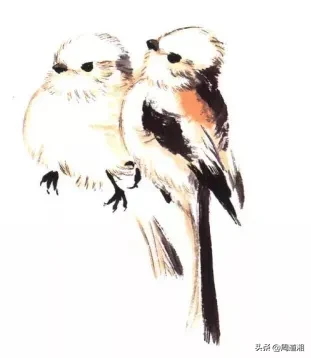 2022最新鸟的画法