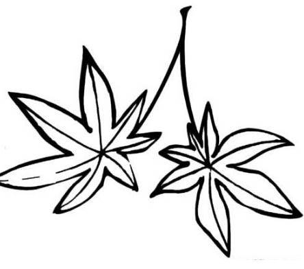 树叶的简笔画