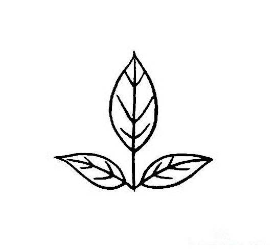 树叶的简笔画