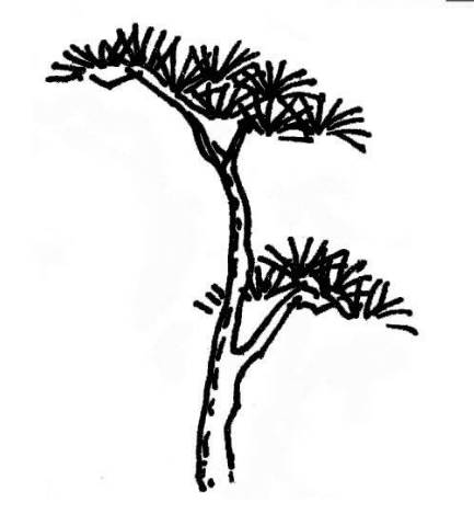 松树图片简笔画