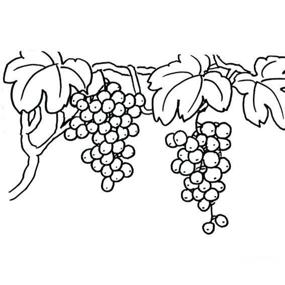 葡萄图片简笔画
