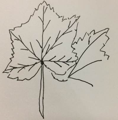 树叶的简笔画
