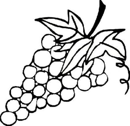 葡萄图片简笔画