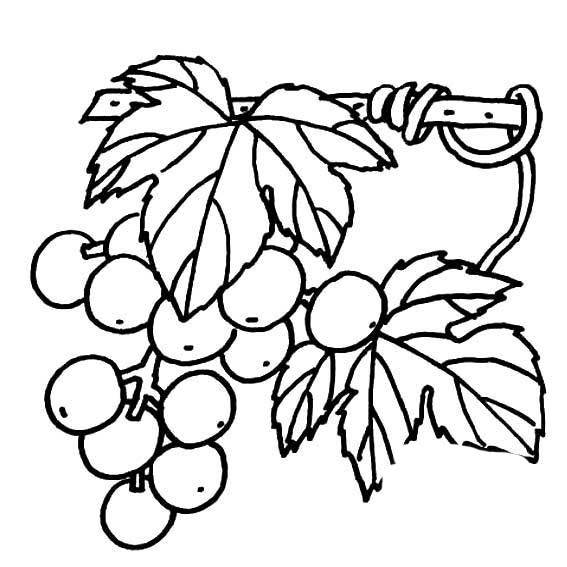 葡萄图片简笔画