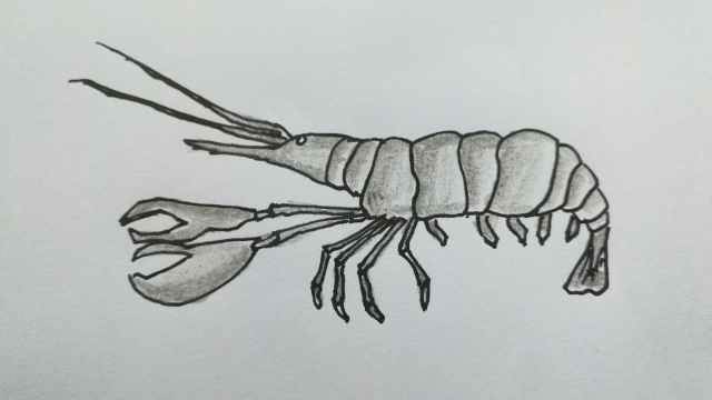 龙虾简笔画