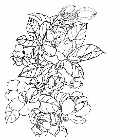 茉莉花简笔画