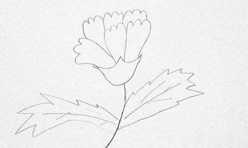 康乃馨的简笔画