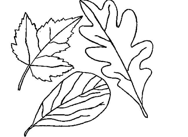 落叶简笔画