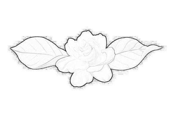茉莉花简笔画