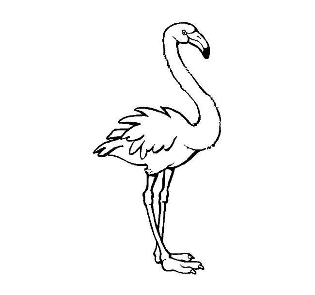 火烈鸟简笔画