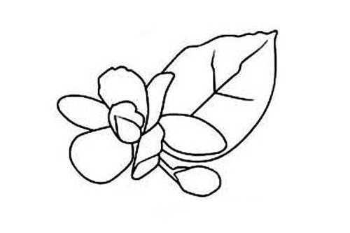 茉莉花简笔画