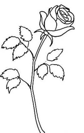 玫瑰的简笔画