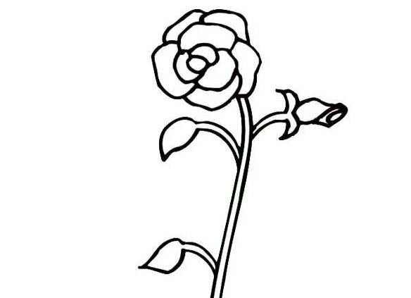 玫瑰花简笔