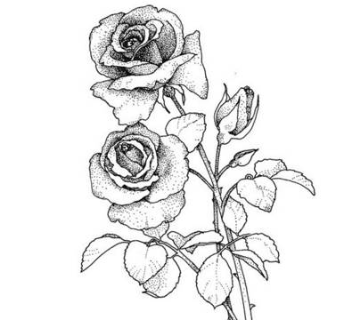 玫瑰花简笔