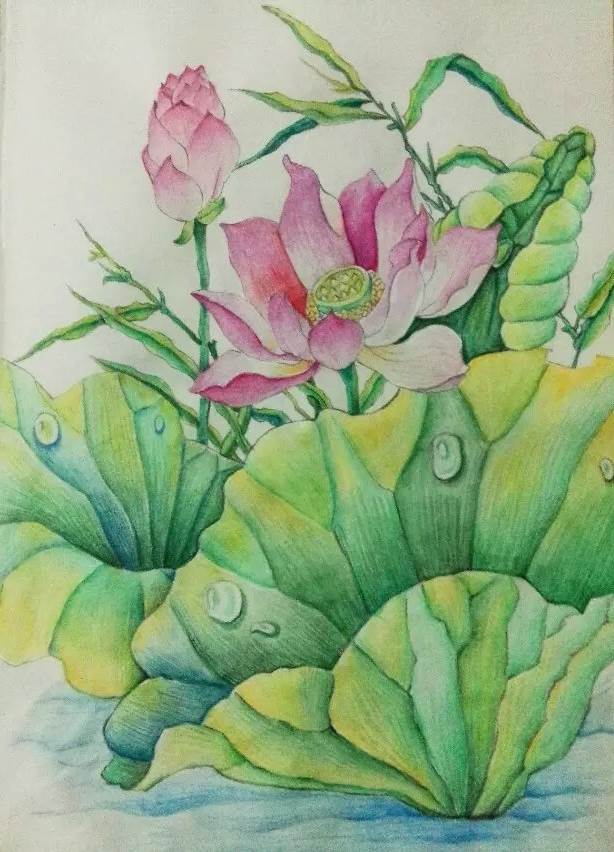 荷花的画