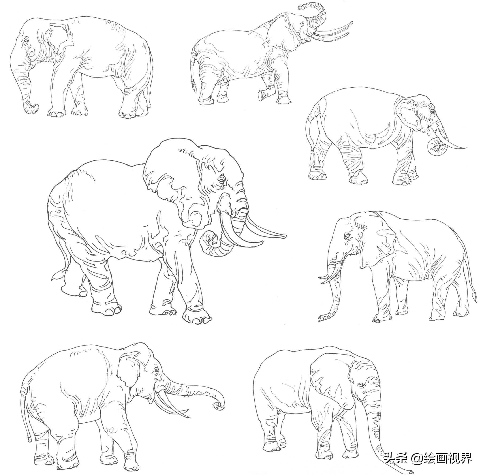 大象的画法