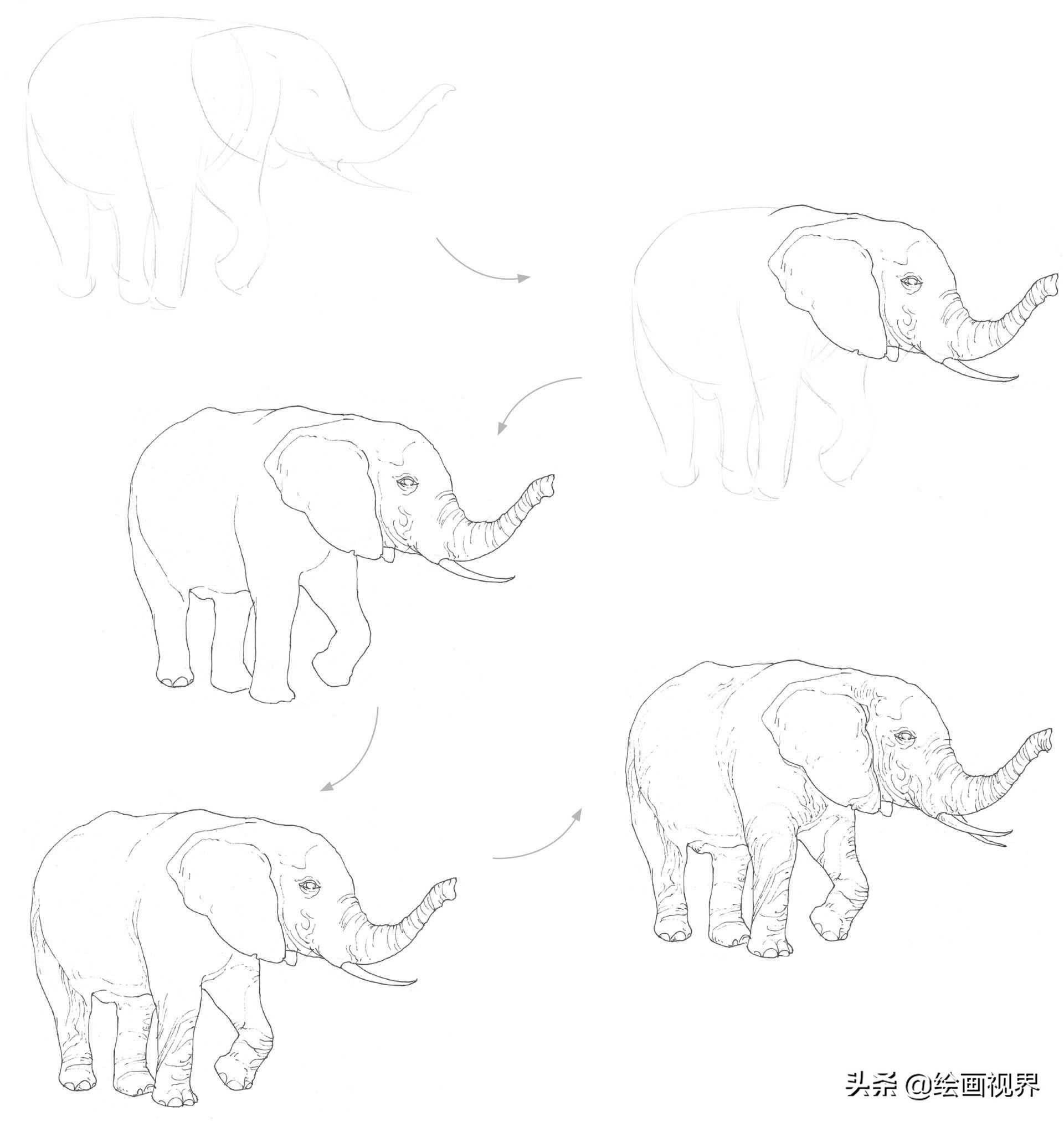 大象的画法