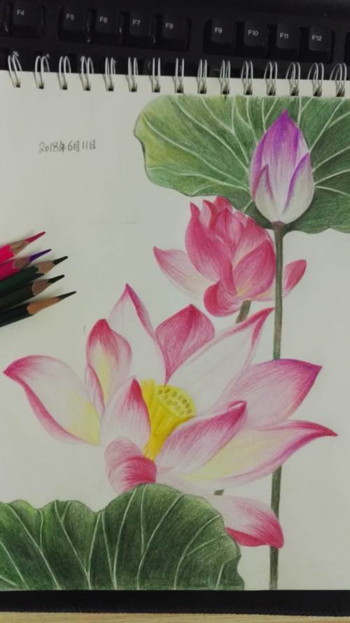 荷花的画