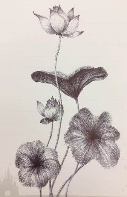 铅笔画荷花