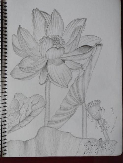 铅笔画荷花