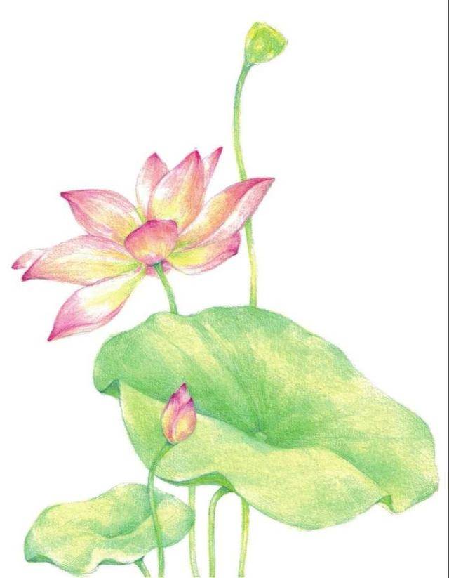 荷花的画