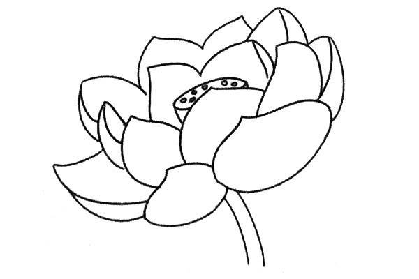 莲花画