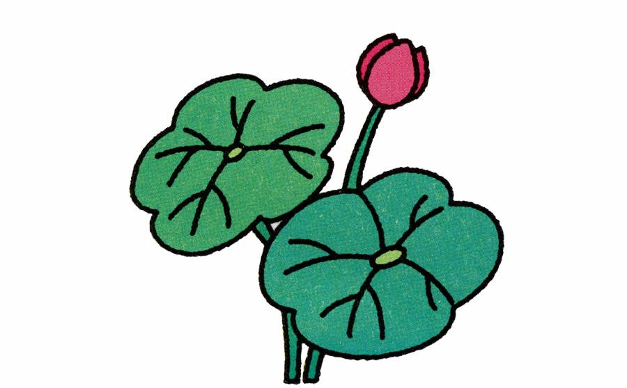 荷花简笔画
