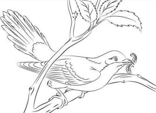 简单画鸟