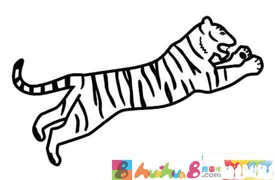 老虎 简笔画