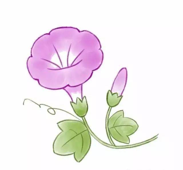 牵牛花简笔画