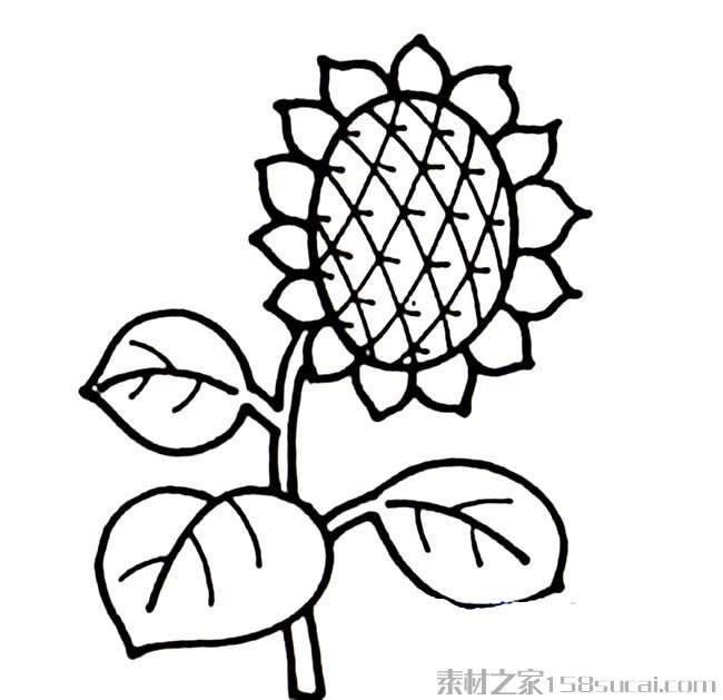 向日葵简笔画