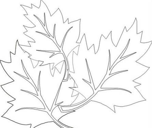 树叶简笔画