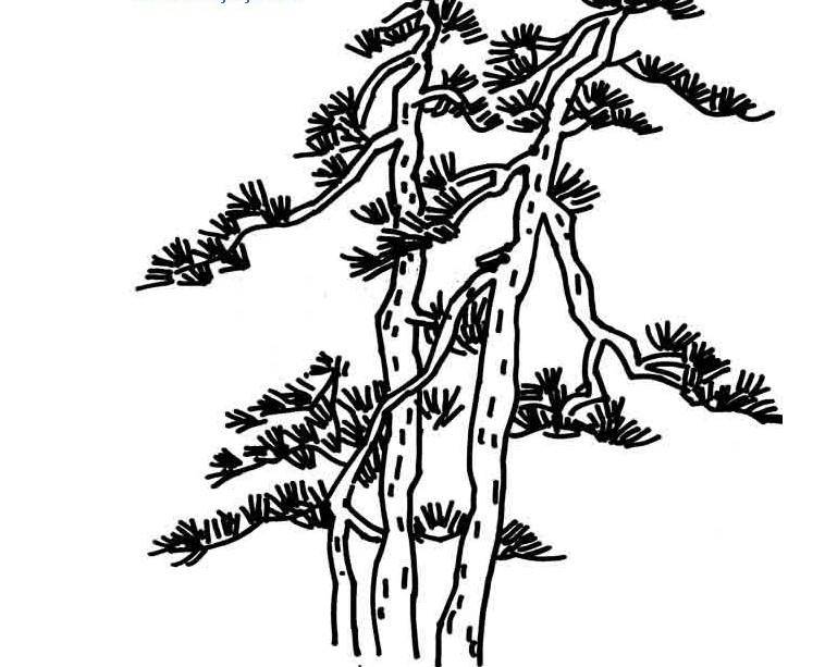 松树 简笔画